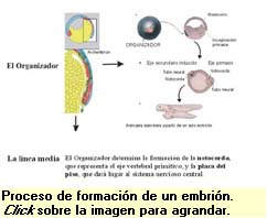 spemann experimento